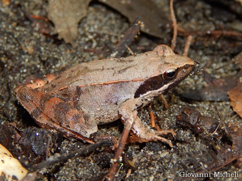 Aiuto ID - Rana latastei